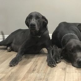 Great Dane All Grown Up from DNA Great Danes