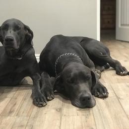 Great Dane All Grown Up from DNA Great Danes