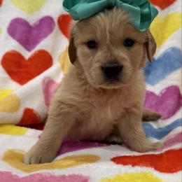 Vixen: Teal collar - Golden female Golden Retriever puppy in Monterey, Tennessee from Lawson’s Green Acres Goldens and Mini Dachshunds
