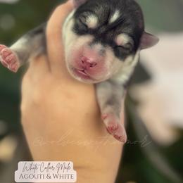 Raiden - Agouti and white male Siberian Husky puppy in Lodi, California from Wolves with Amor