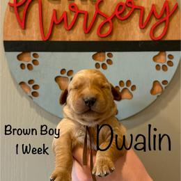Boy 2 - Golden male Golden Retriever puppy in Star, Idaho from Gold Treasure Retrievers