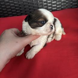 Royce - Tricolor male Shih Tzu puppy in Lakeland, Florida from Sunshine Shih Tzus