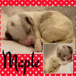 Maple (Girl 5) - Parti female Goldendoodle puppy in Ankeny, Iowa from Iowadoodles2love
