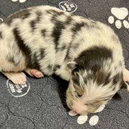 Blue male 2 - Blue merle male Australian Shepherd puppy in Cotati, California from Tried and True Aussies