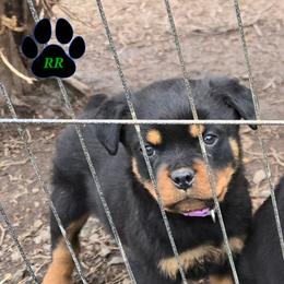 Greta - Black and mahogany female Rottweiler puppy in Tangent, Oregon from Raya's Royals