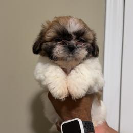 Green - Gold and white female Shih Tzu puppy in Winston Salem, North Carolina from Shihtzuandoodlenc.LLC