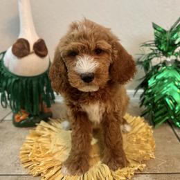 Bernedoodle and Goldendoodle Puppies from Wroth's Paws