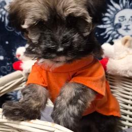 Boy 1 - Black and tan brindle male Havanese puppy in Manchester, Texas from Mimi's Havanese