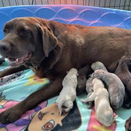 Dilute Retriever Puppies from Virdin’s Silver Labs