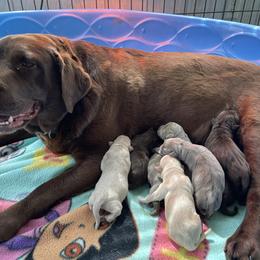 Dilute Retriever Puppies from Virdin’s Silver Labs