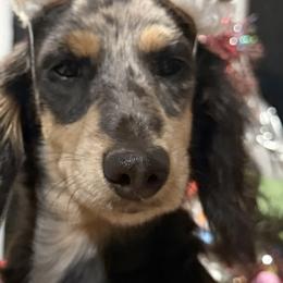 Dachshunds from Dickeys Doxies