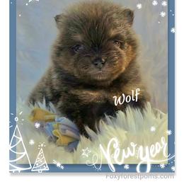 Wolf - Blue male Pomeranian puppy in Eatonville, Washington from Foxy Forest Poms