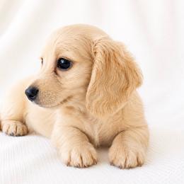 Finley - Cream male Dachshund puppy in Sebring, Florida from Mini Weenies