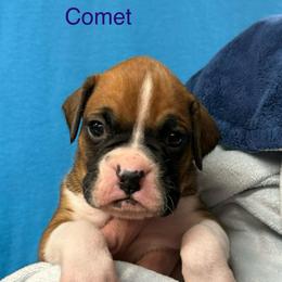 Comet - Fawn male Boxer puppy in Elyria, Ohio from Just-A-Wyn Boxers