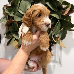 North - Red  male Goldendoodle puppy in Mesa, Arizona from Twinkle MiniDoodles
