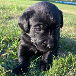 Girl 1 - female Labrador Retriever puppy in Tiverton, Rhode Island from Our Little Farm