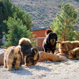 Tibetan Mastiff Puppies from DRAKYI TIBETAN MASTIFFS