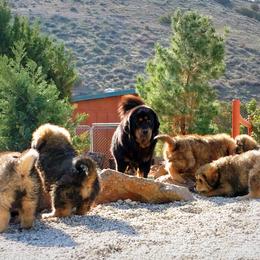 Tibetan Mastiff Puppies from DRAKYI TIBETAN MASTIFFS