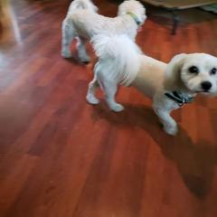 Shichon All Grown Up from Shichon Teddybear  puppies of Miss