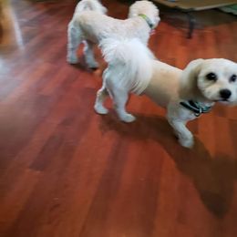 Shichon All Grown Up from Shichon Teddybear  puppies of Miss