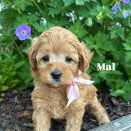 Bernedoodle, Cavalier King Charles Spaniel, Cavapoo, Goldendoodle, and Poodle Puppies from Gypsi Doodles & Poodles LLC.