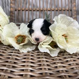 Clover - Black tri female Toy Australian Shepherd puppy in Puryear, Tennessee from A&W Toy Aussies