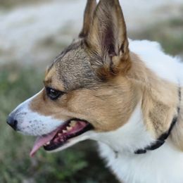 Pembroke Welsh Corgis from Spartan Corgi's