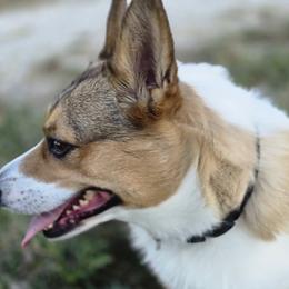 Pembroke Welsh Corgis from Spartan Corgi's