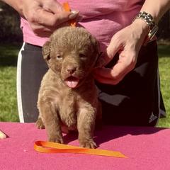 Orange male - Brown male Chesapeake Bay Retriever puppy in Houston, Texas from Monarch Chesapeakes