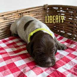 Liberty - Liver roan female German Shorthaired Pointer puppy in Polk City, Florida from Yates’ GSP
