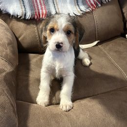 Beagles, Cavalier King Charles Spaniels, and Maltipoos from Linda's Puppies