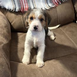 Beagles, Cavalier King Charles Spaniels, and Maltipoos from Linda's Puppies