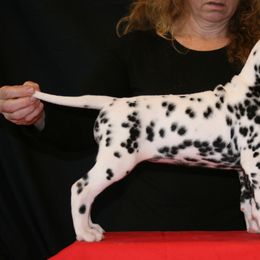 Girl (Red) - White and black Dalmatian puppy in Spring Branch, Texas from D'vine Dalmatians