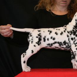 Girl (Red) - White and black Dalmatian puppy in Spring Branch, Texas from D'vine Dalmatians