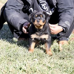 Rottweiler Puppies from Maniac Kennels