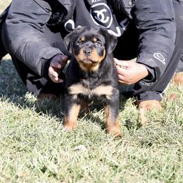 Rottweiler Puppies from Maniac Kennels