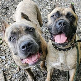 Cane Corso from Casanova Cane Corso