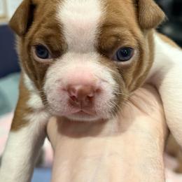 Dakota - Red male Boston Terrier puppy in Monroe, Washington from Nordkyn Boston Terriers