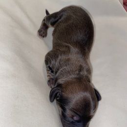 Dachshund Puppies from Hetu's Dachshunds