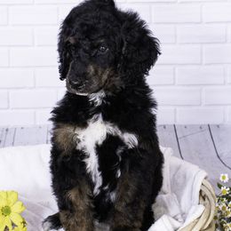 Poodle Puppies from Lenca Kennels