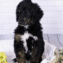 Poodle Puppies from Lenca Kennels