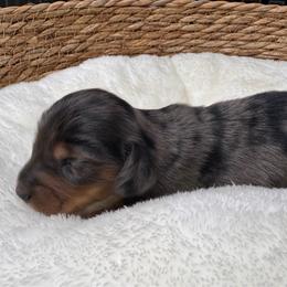 Hawthorne - Dapple male Dachshund puppy in Wallingford, Kentucky from Hensley Homestead Dachshunds