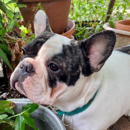 Reggae - French Bulldog