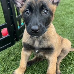 Belgian Malinois and Maltipoos from CJ’s SoCal Mals and Maltipoo’s