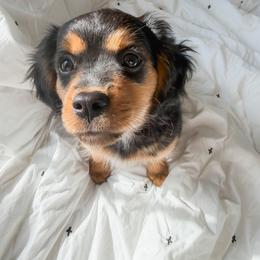 Stone - Black and tan male Companion Cross puppy in Georgetown, Texas from The Darling Pup