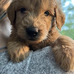 Goldendoodle Puppies from Doodifuldoods