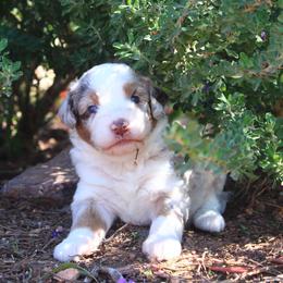 Ruby - Red merle female Aussiedoodle puppy in Apache Junction, Arizona from Loving Doodle