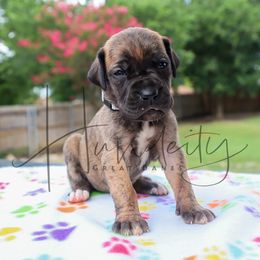 Opal - Brindle female Great Dane puppy in Denison, Texas from Hundeity Great Danes