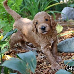 Jude - Standard F1B - Red  male Goldendoodle puppy in Lebanon, Missouri from Knapp's Paw Prints