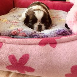 Princess Aurora- Sold to Dawn - Gold and white female Shih Tzu puppy in Manteca, California from Beauty's Shih Tzu (California)